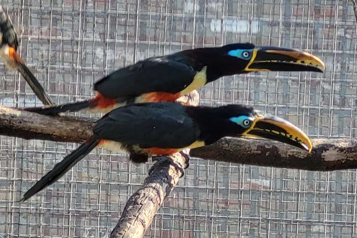 kweekpaar bruinoor arassaris