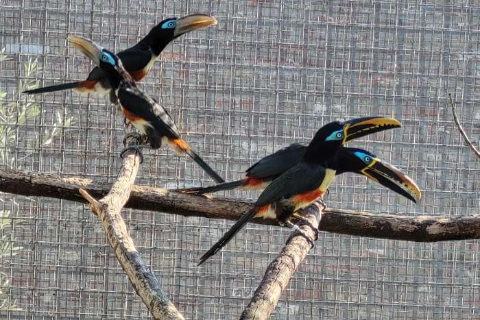 kweekpaar bruinoor arassaris