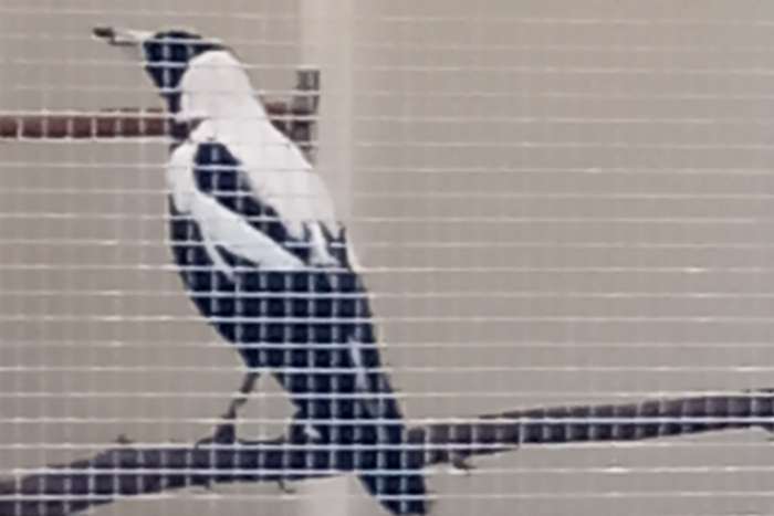 australische fluitkraai