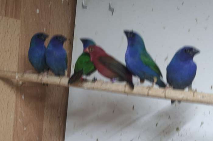 blauwgroene papegaaiamadines man/pop