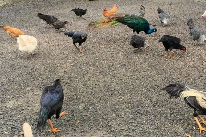 krielkippen en shamo 's