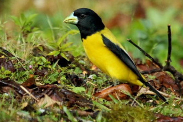 hesperiphona abeillei.