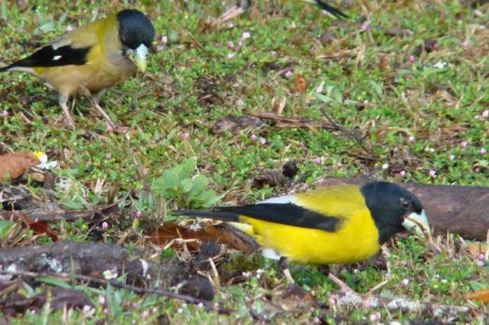 hesperiphona abeillei.