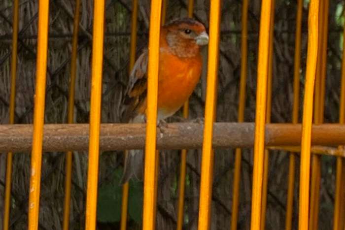 kapoetsensijs x kanarie man