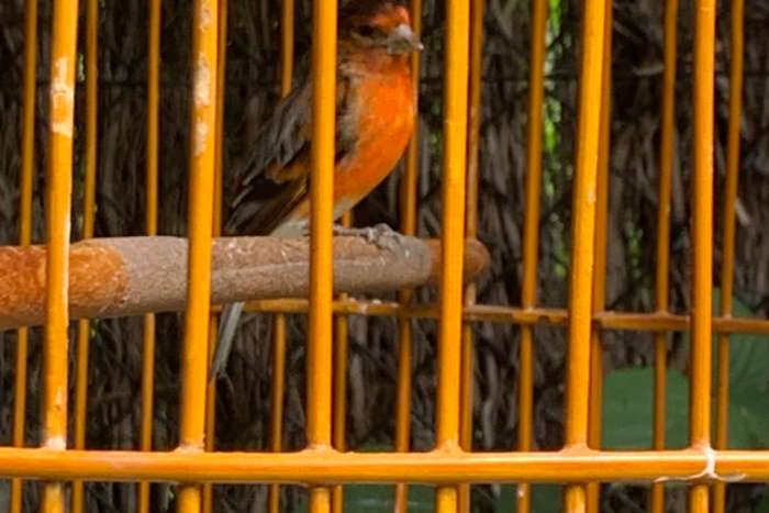 kapoetsensijs x kanarie man