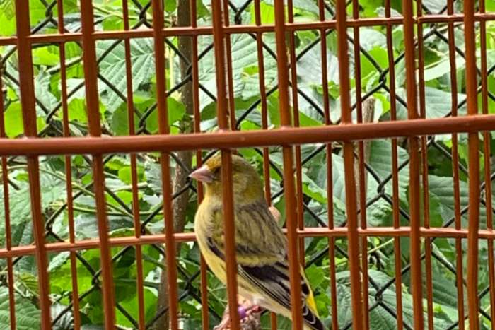 zwartkopsijs x kanarie man