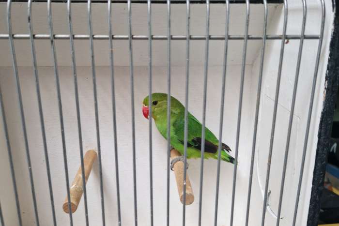 taranta pop d groen 2025 te koop