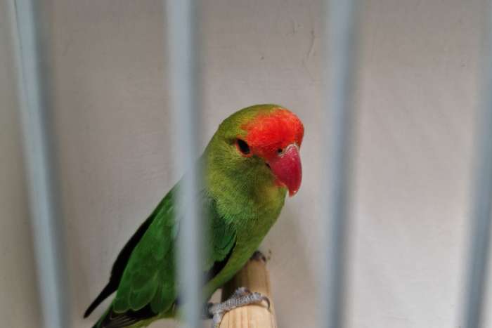 te koop man d groen  februari  2025