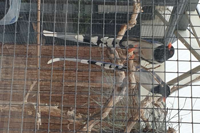 orange snavelkitta koppel