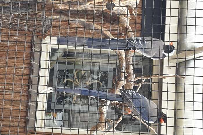 orange snavelkitta koppel