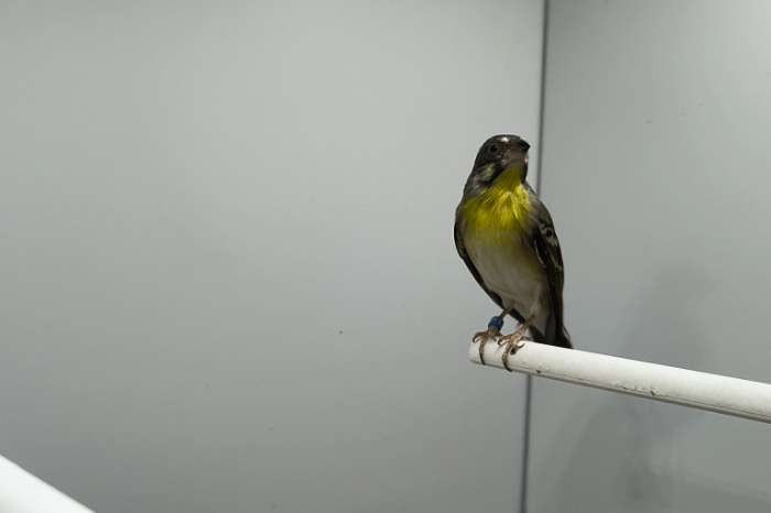 citroenborst edelzanger