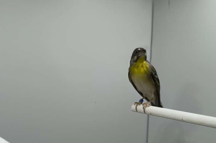 citroenborst edelzanger