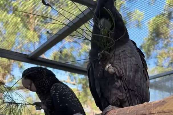 banksii cockatoo