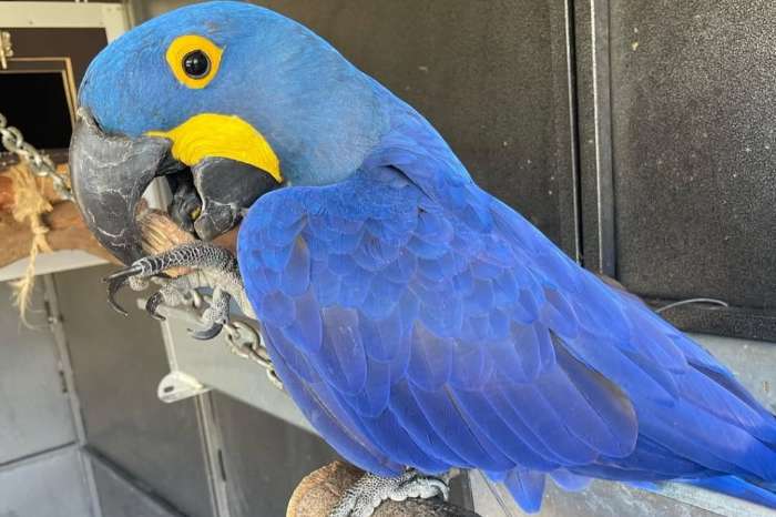 anodorhynchus hyacinthinus