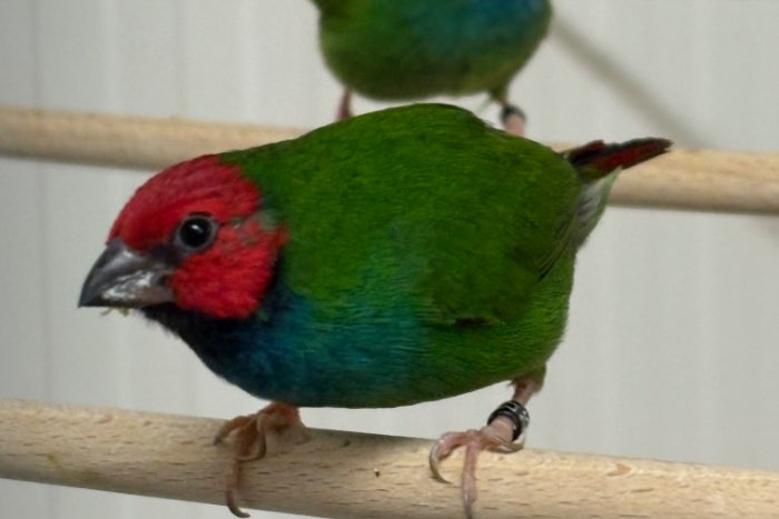 kortstaart ppa/ peals