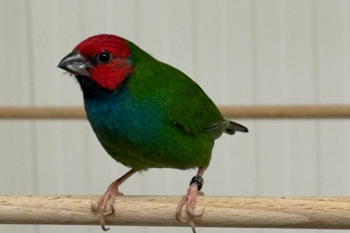 kortstaart ppa/ peals