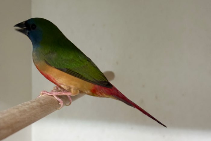 indische non parel man