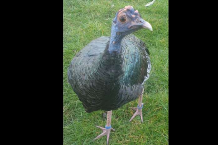 pauwkalkoen/honduraskalkoen/meleagris ocellata/