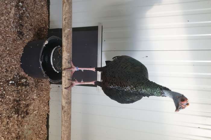 pauwkalkoen/honduraskalkoen/meleagris ocellata/