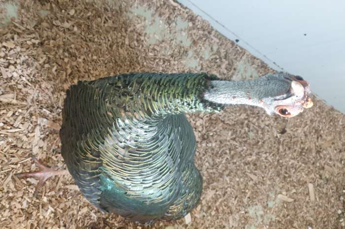 pauwkalkoen/honduraskalkoen/meleagris ocellata/