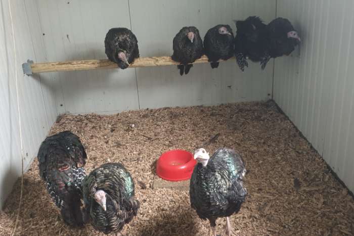 pauwkalkoen/honduraskalkoen/meleagris ocellata/