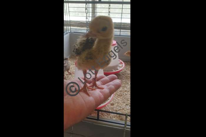 pauwkalkoen/honduraskalkoen/meleagris ocellata/