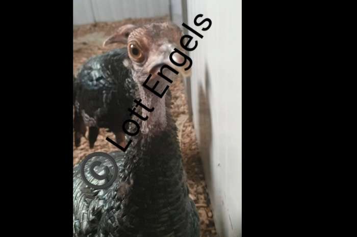 pauwkalkoen/honduraskalkoen/meleagris ocellata/