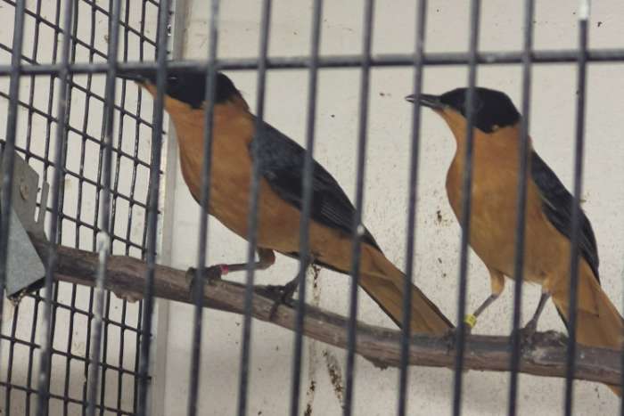 sneeuwkruin tapuiten 1-1