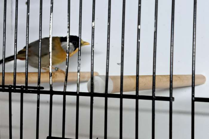 koppel zilveroor nachtegaal