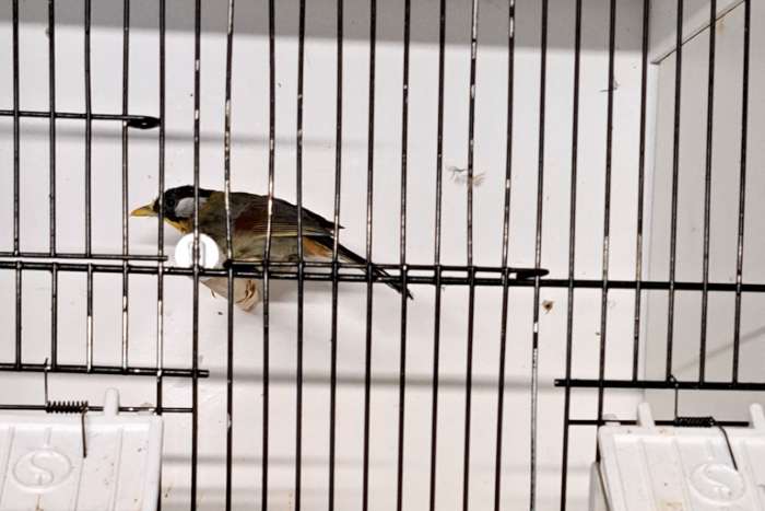 koppel zilveroor nachtegaal