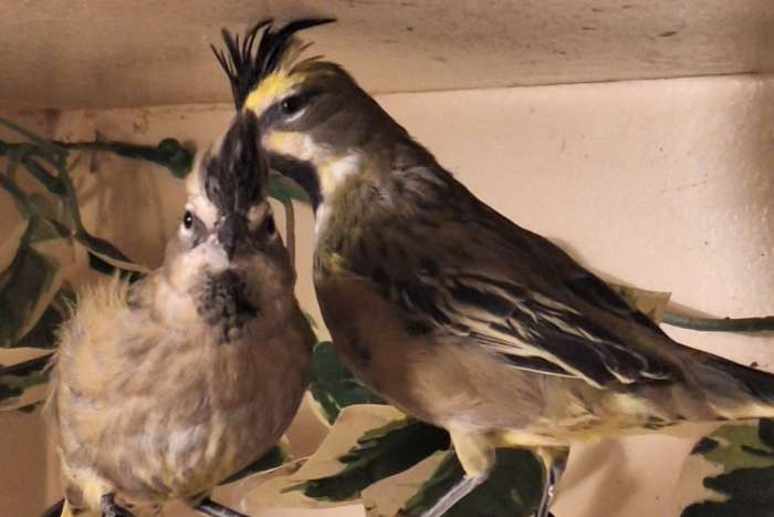 te koop koppel groene kardinalen