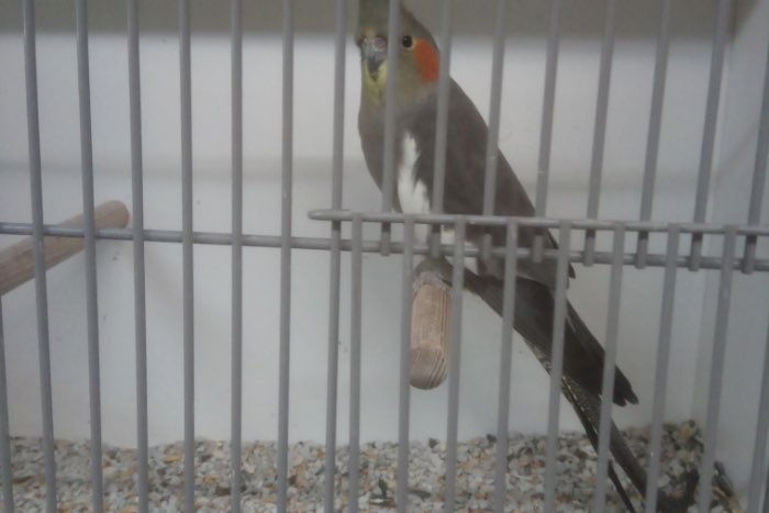 valkparkieten te koop