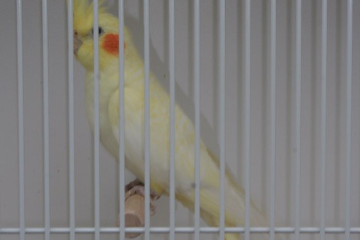 valkparkieten te koop