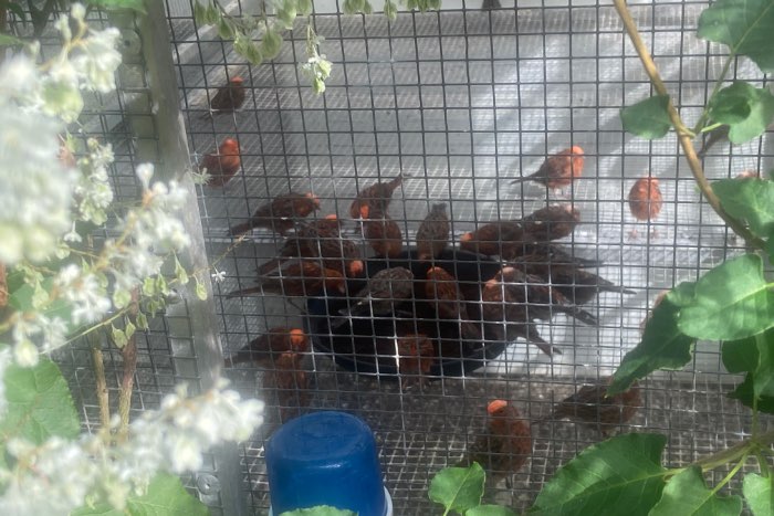 koppels rode lizards