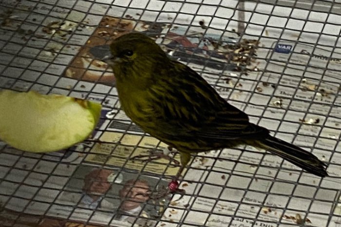 koppel zwart kobalt geel en 3 losse mannen