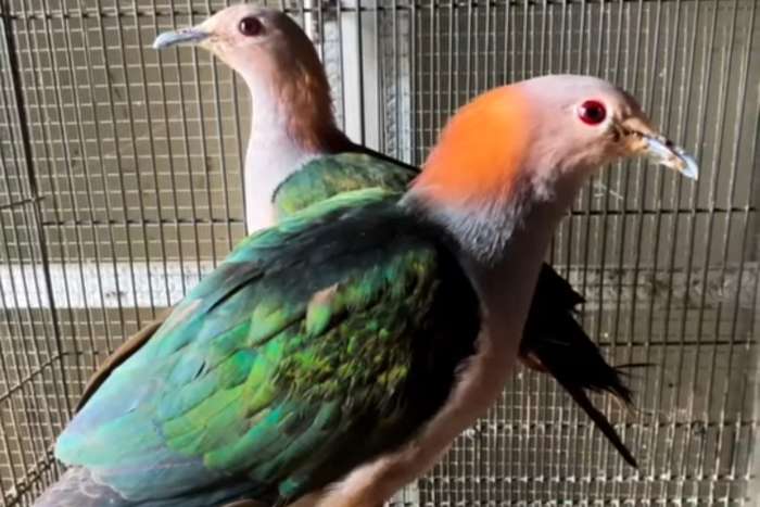 available birds 2024