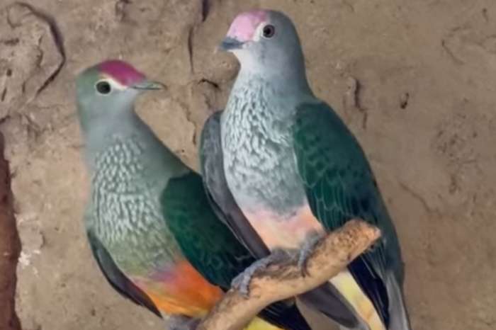 available birds 2024