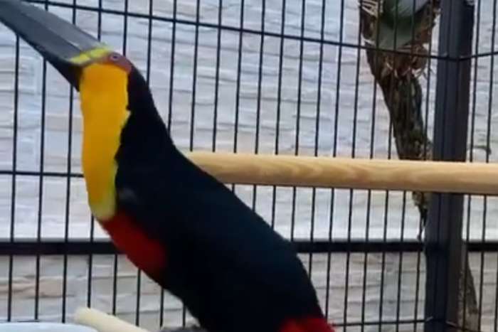 ramphastos vitellinus