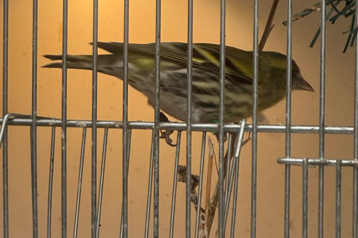 sijs (carduelis spinus) wildkleur