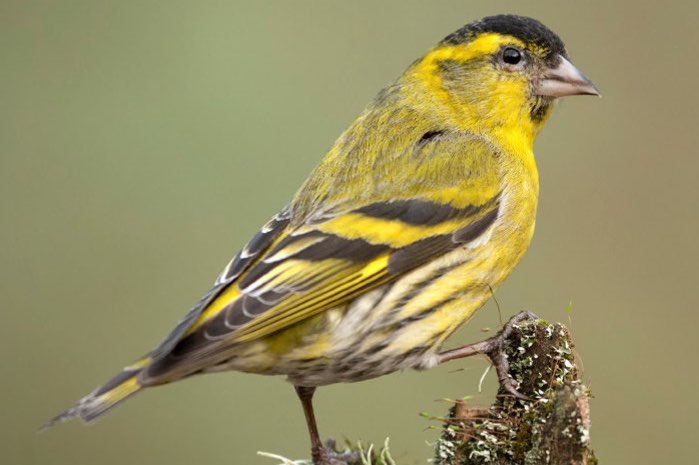 sijs (carduelis spinus) wildkleur