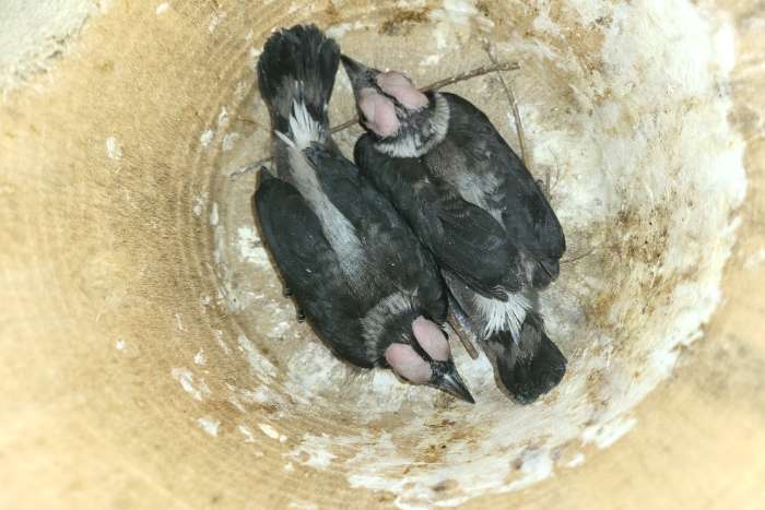 gezocht kwekers van de kaalkopspreeuw voor jongen te ruilen