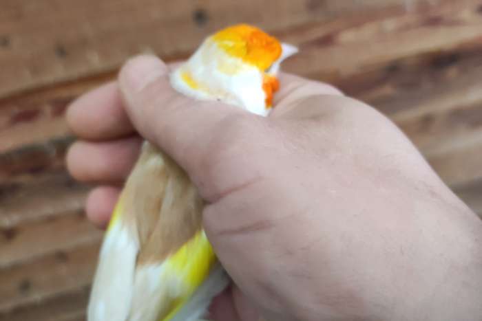 majoor putter bruinpastel man