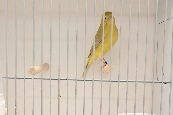 agaat-geel / isabel-geel.