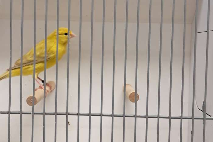 agaat-geel / isabel-geel.