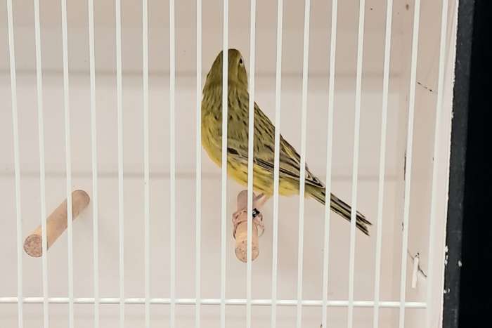 agaat-geel / isabel-geel.