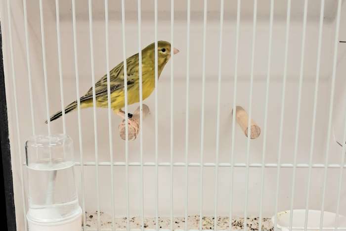 agaat-geel / isabel-geel.