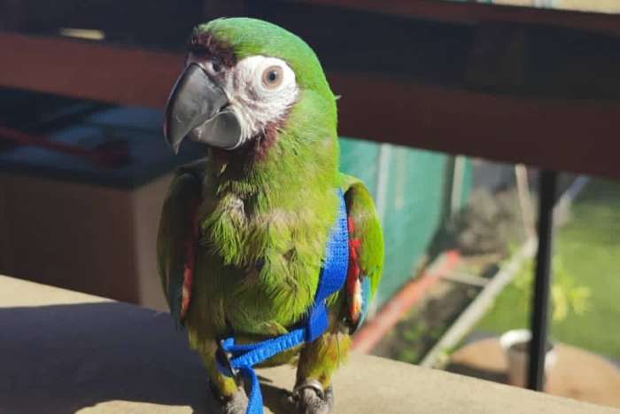 pájaro mascota