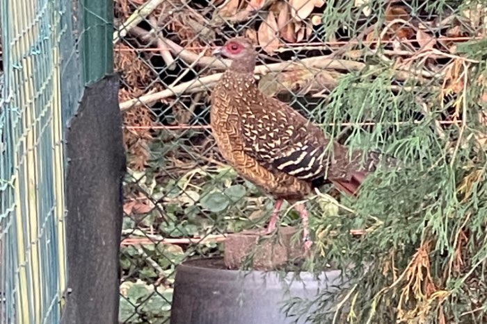 1-1 swinhoe fazant van 2025 onverwant