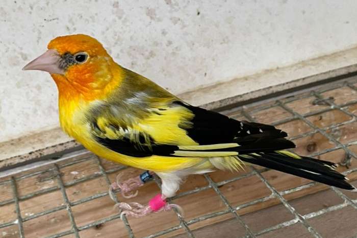 major putter agaat witkop geel split eumopastel man