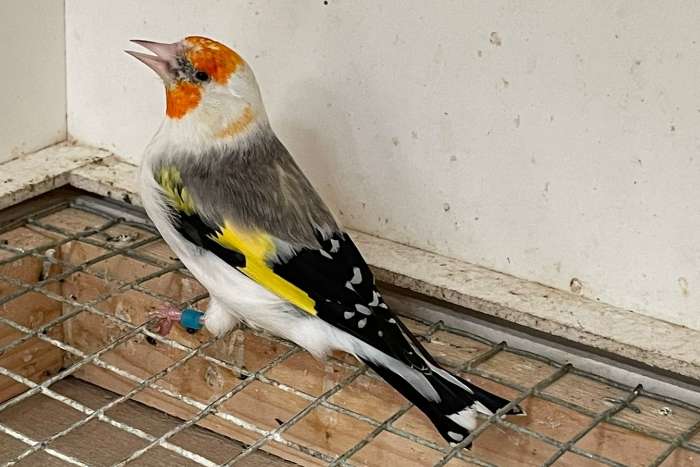 major putter agaat en agaat pastel poppen